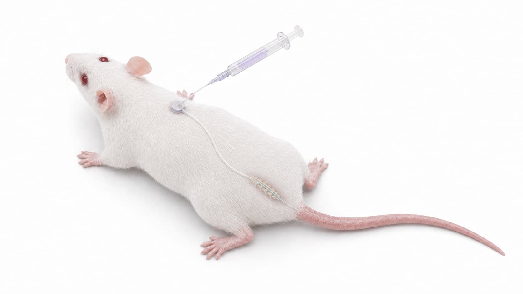 A white mouse lying on its front, a thin catheter under the skin of its back from a small round port near the shoulders to the lower back, where the lumbar vertebrae are drawn faintly through the skin, and a syringe connected to the port