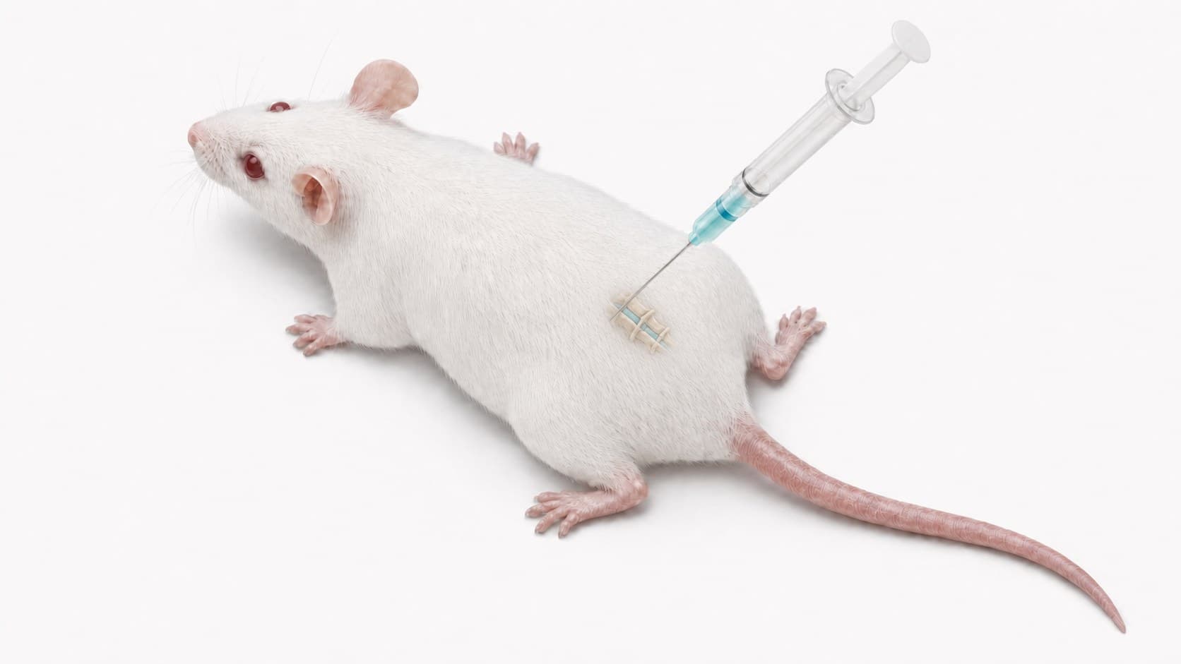 A white mouse lying on its front, a syringe held upright with the needle entering the lower back, the lumbar vertebrae drawn faintly through the skin at the entry