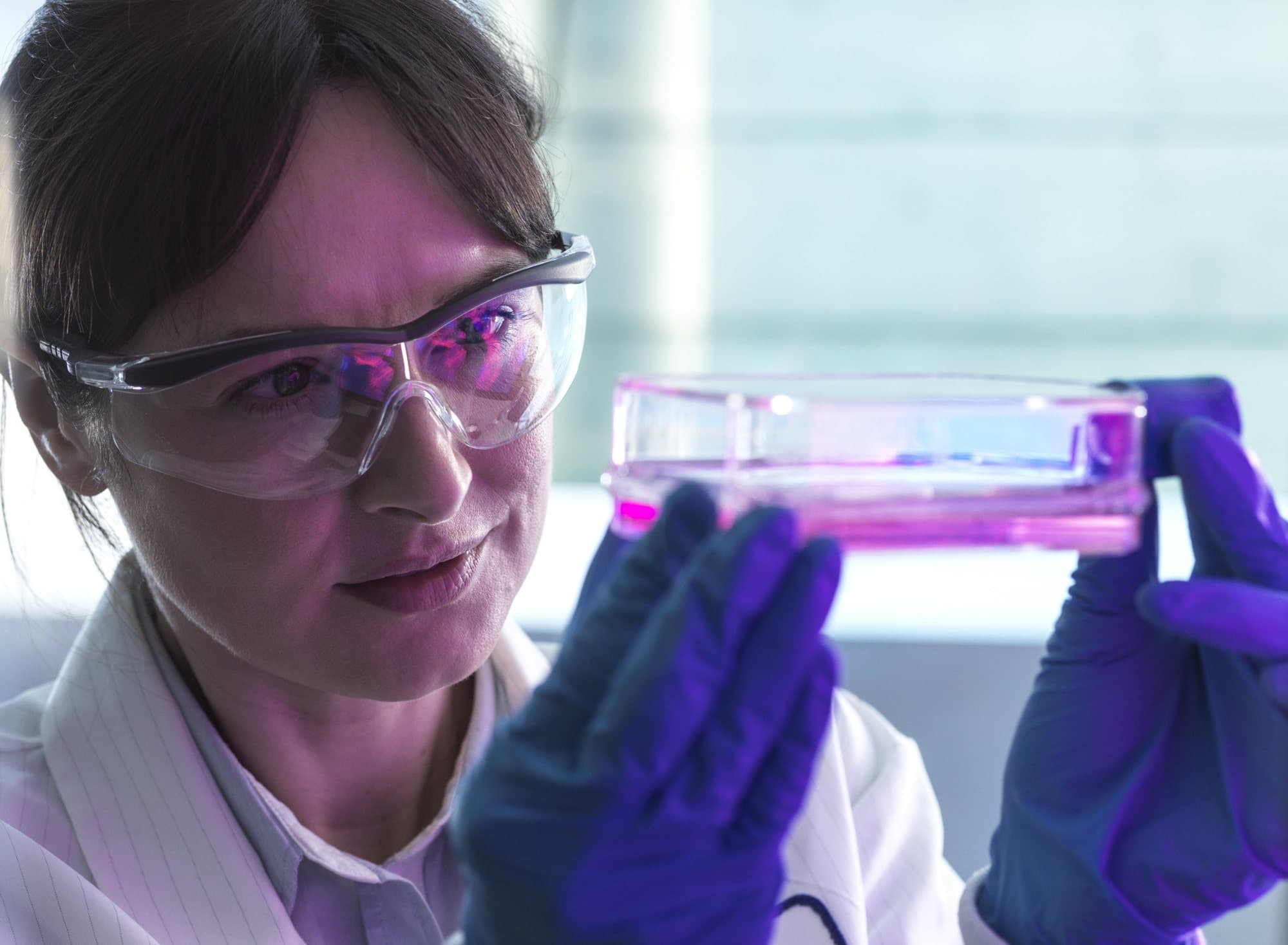 A scientist in safety glasses and gloves holding a flask of pink culture medium up to the light