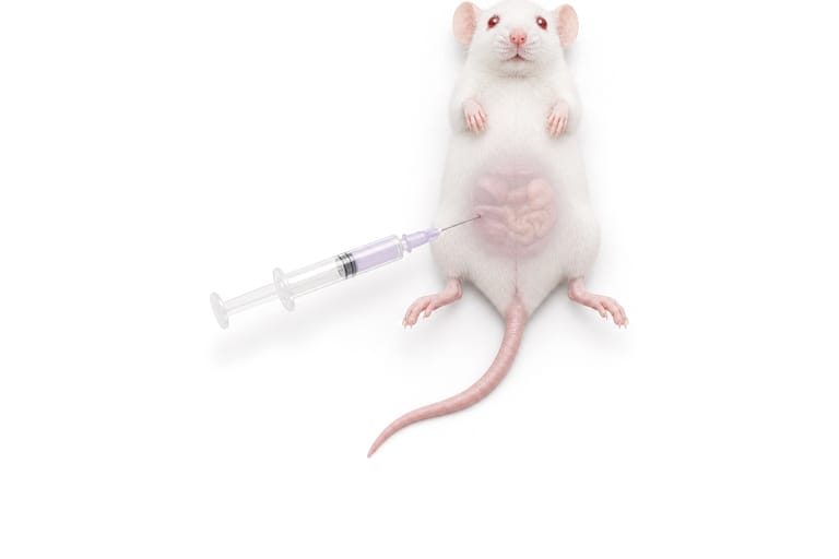Route 2, intraperitoneal: a white mouse on its back seen from above, a syringe entering the lower right quadrant of the abdomen from the side and pointing toward the head, the abdominal organs drawn visible through the skin.