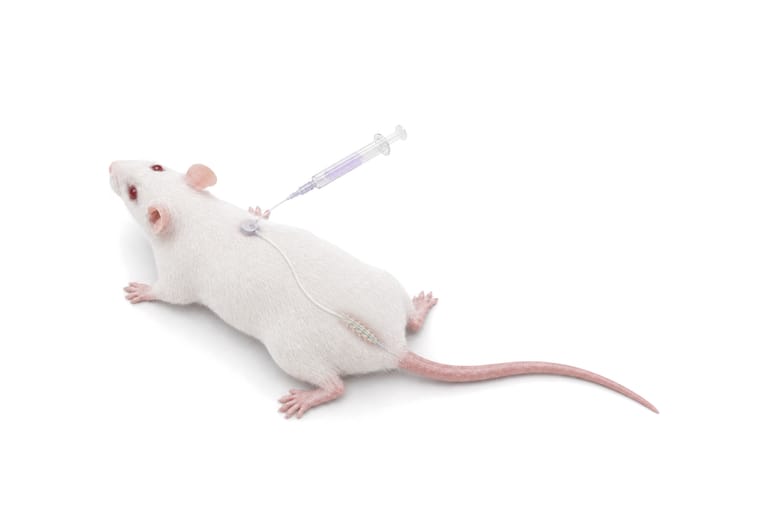 Route 6, intrathecal catheter: a white mouse lying prone seen from above, a small round port between its shoulder blades with the needle of a syringe of violet solution in it, a catheter line under the fur along the spine to the lumbar vertebrae drawn faintly under the fur.