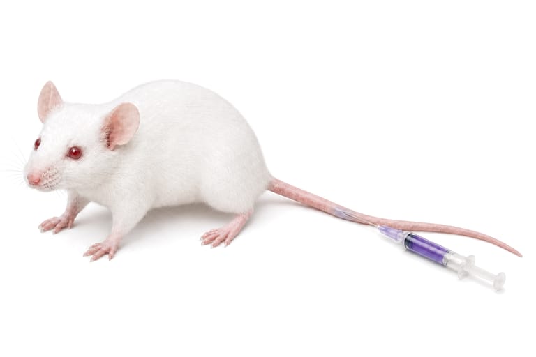 Route 1, intravenous: a white mouse standing in profile, a syringe of violet solution resting along its tail with a fine needle at a lateral tail vein.