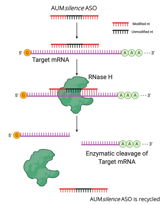 AUMsilence Mechanism of Action